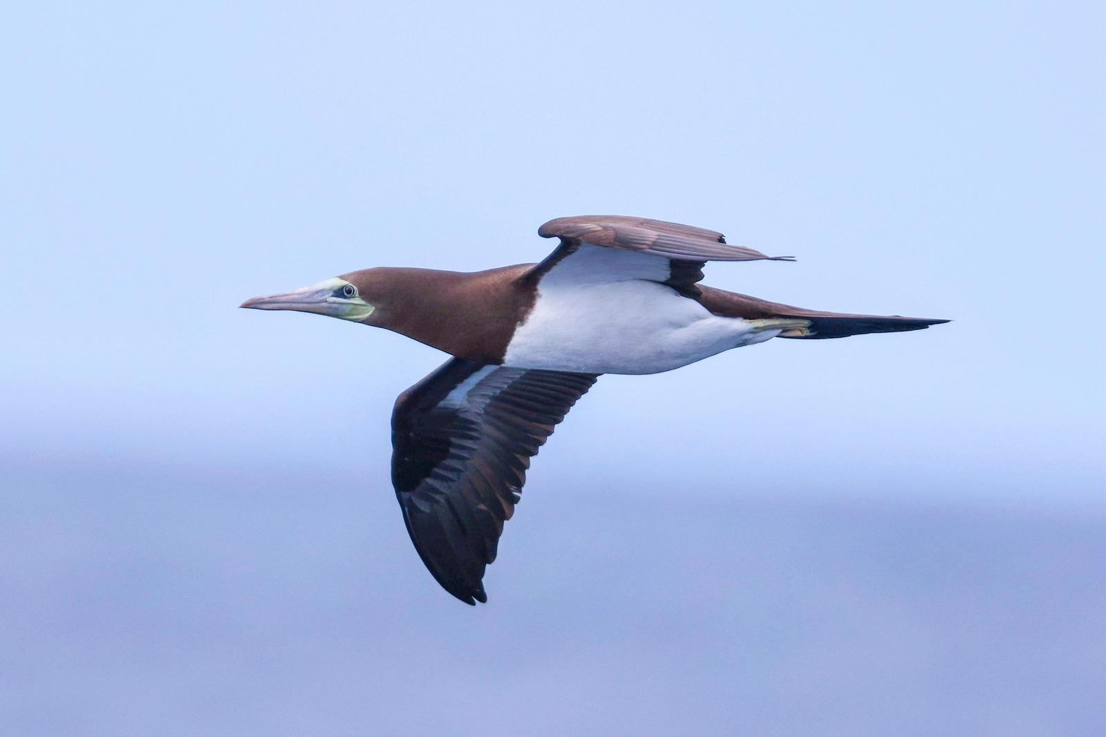 Brown Booby Photo by Tom Ford-Hutchinson