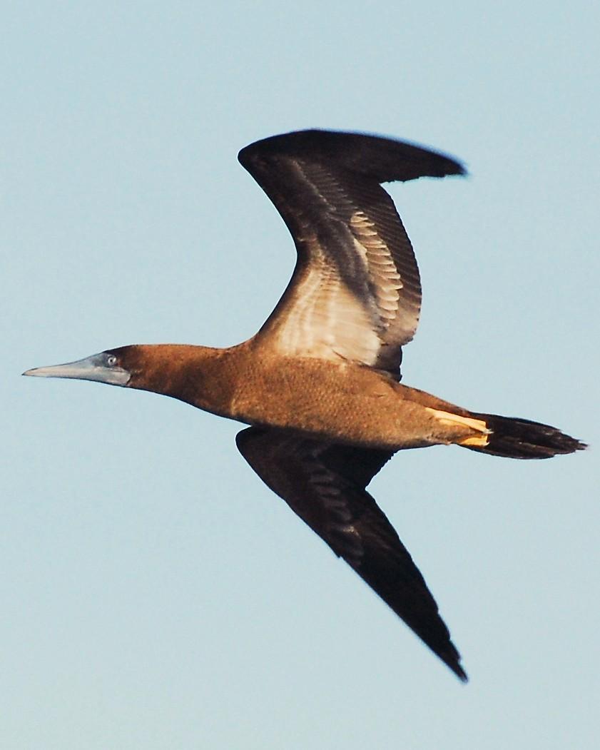 Brown Booby Photo by David Hollie