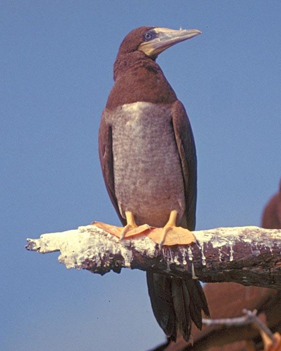 Brown Booby Photo by Peter Boesman