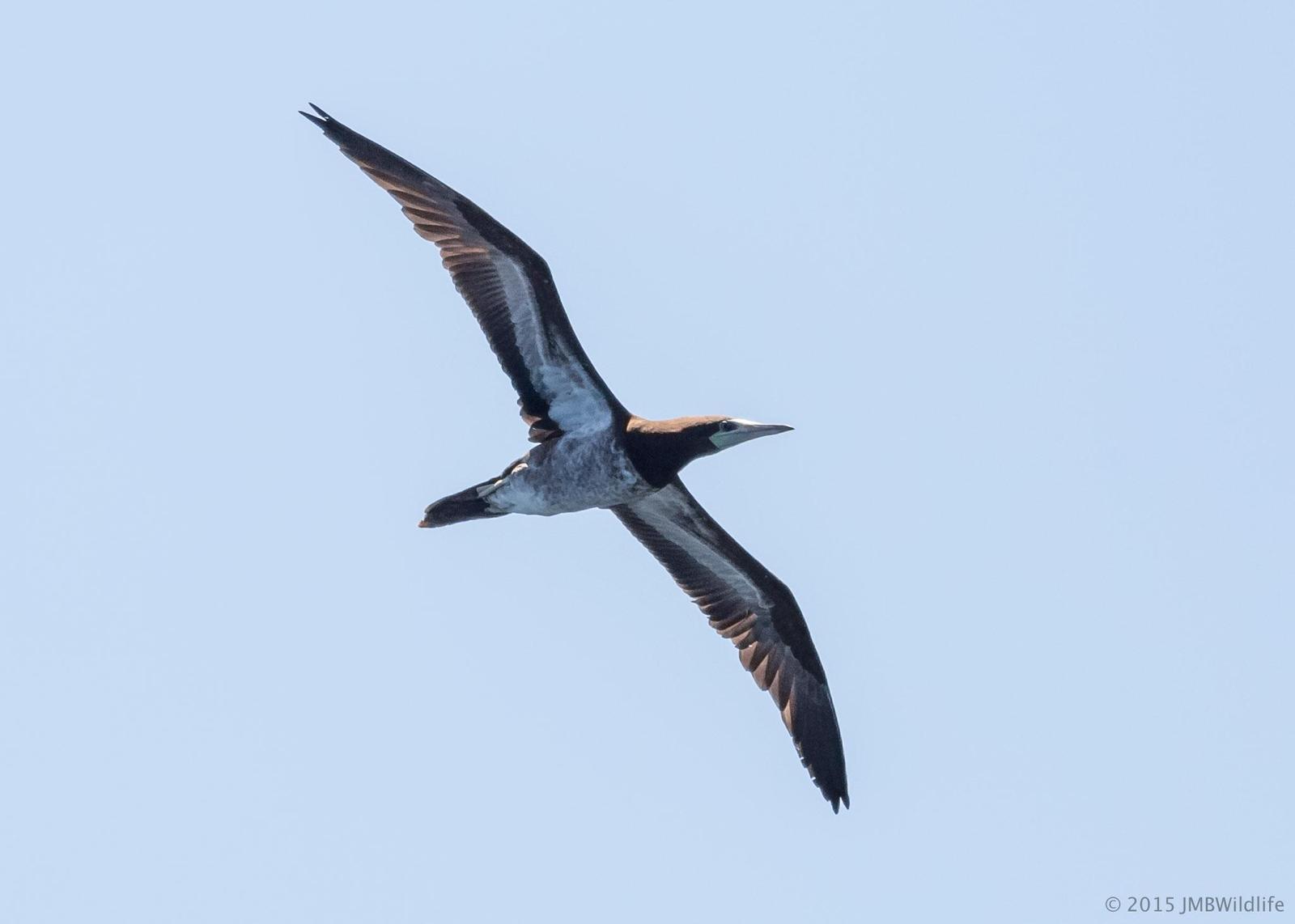 Brown Booby Photo by Jeff Bray