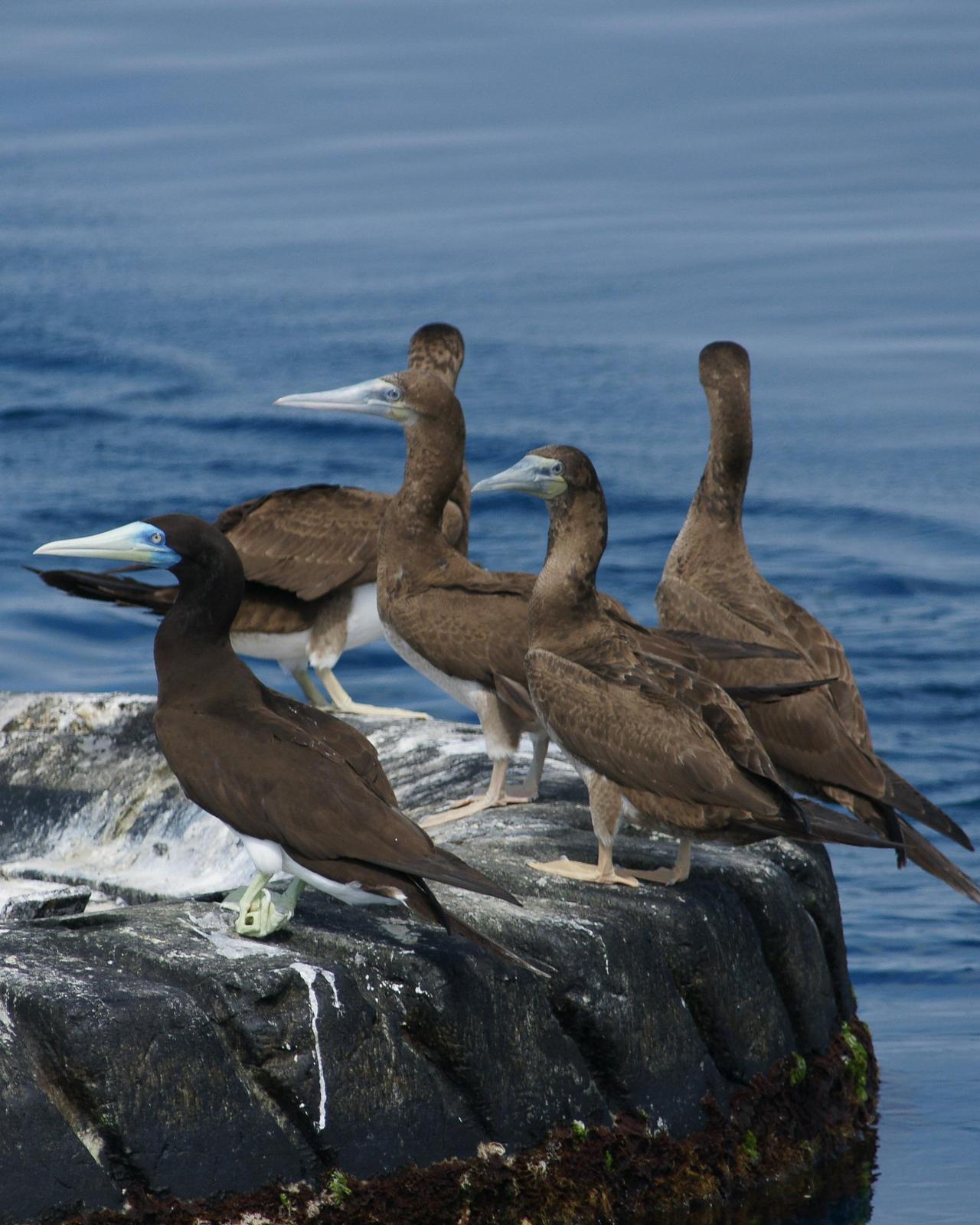 Brown Booby Photo by Steve Percival