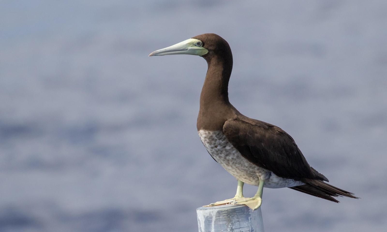 Brown Booby (Brewster's) Photo by Drew Weber