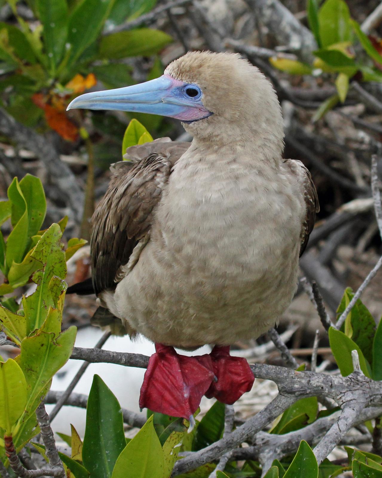 Red-footed Booby Photo by Robert Polkinghorn