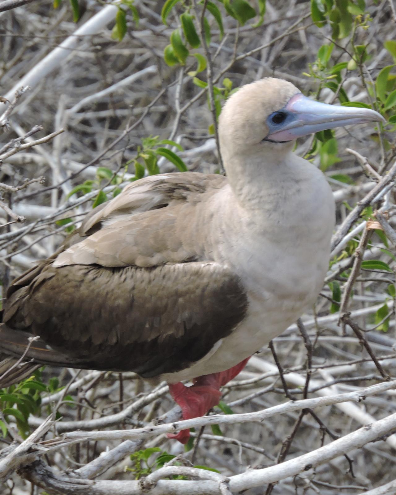 Red-footed Booby Photo by Peter Lowe