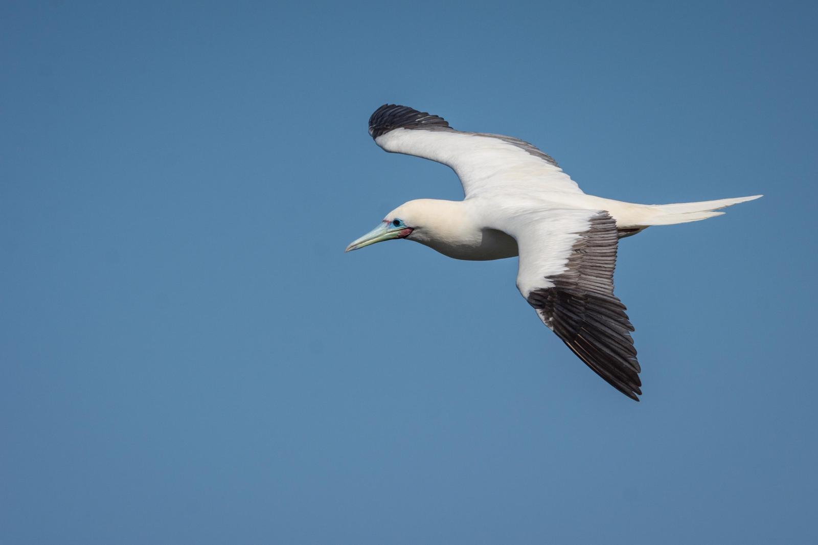 Red-footed Booby Photo by Jesse Hodges