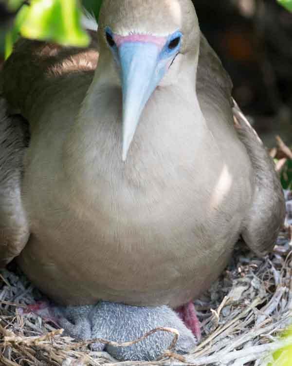 Red-footed Booby Photo by Bob Hasenick