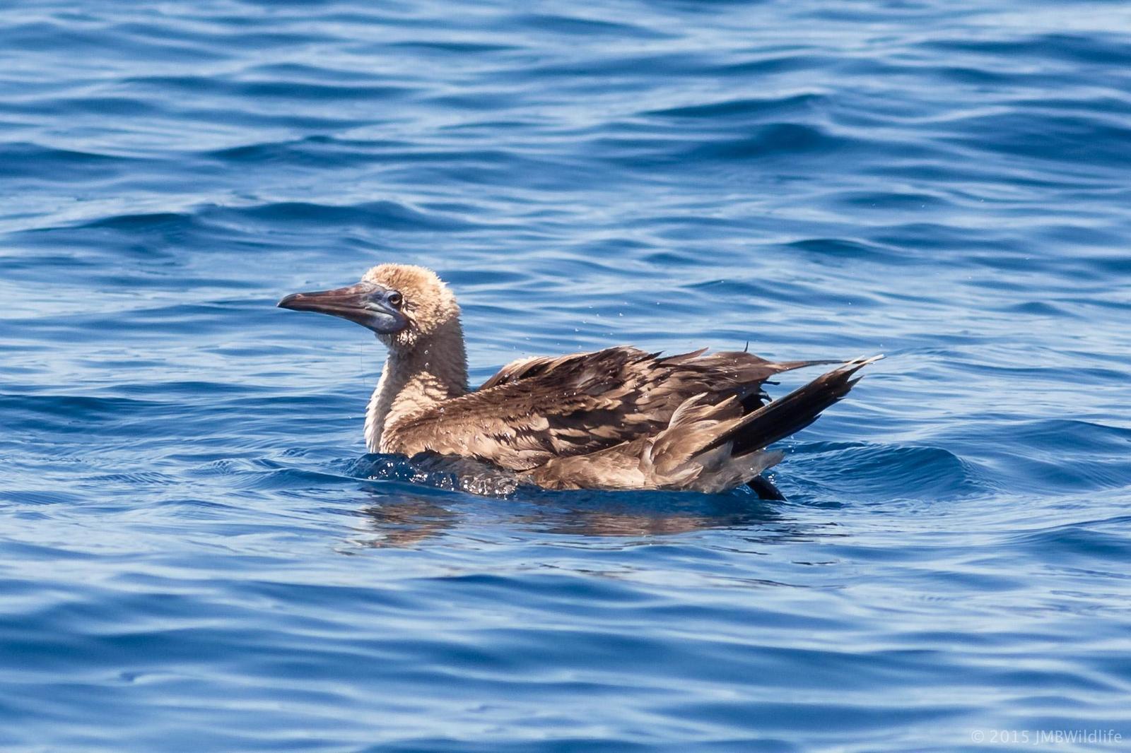 Red-footed Booby Photo by Jeff Bray