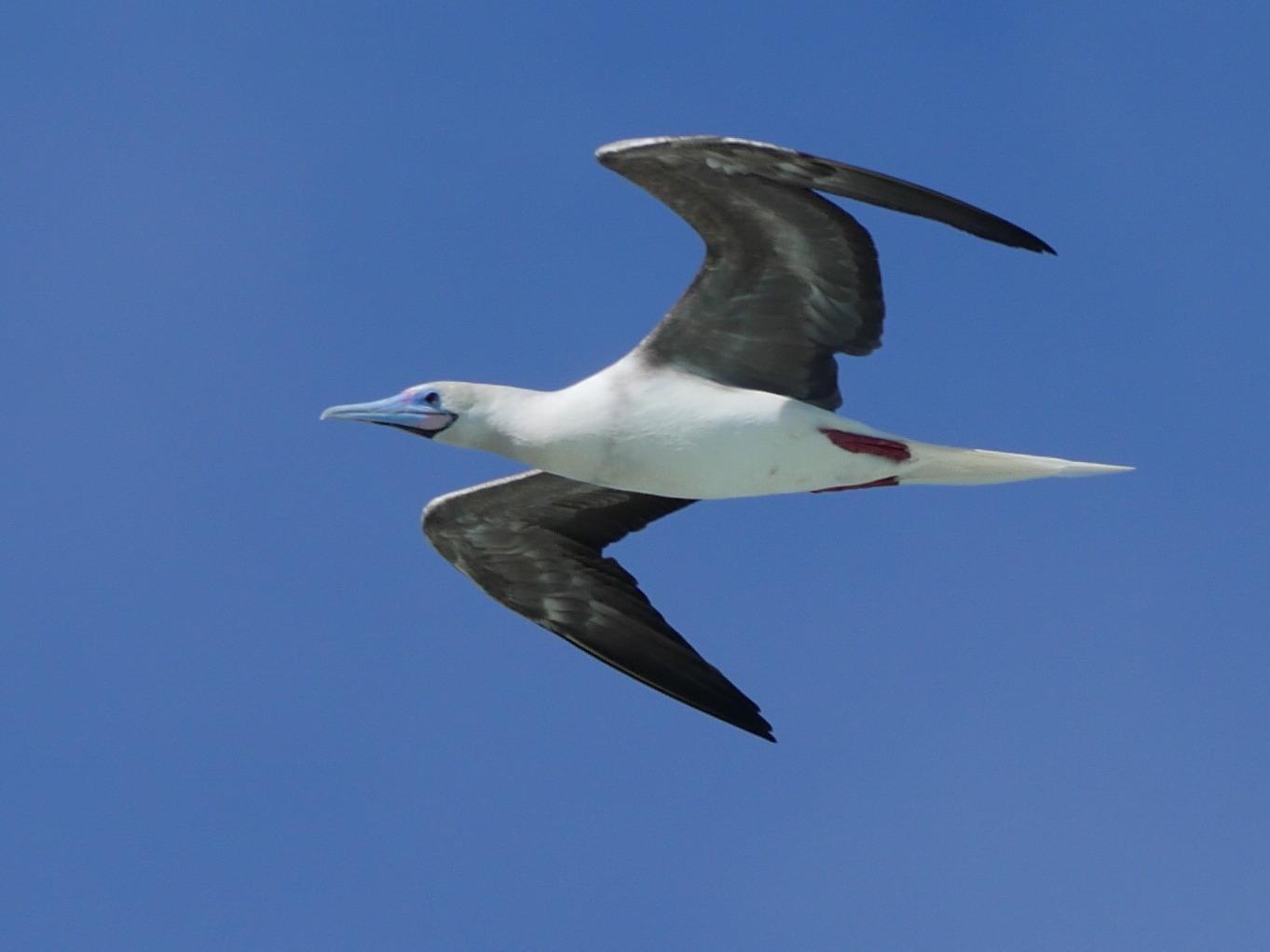 Red-footed Booby Photo by Peter Lowe