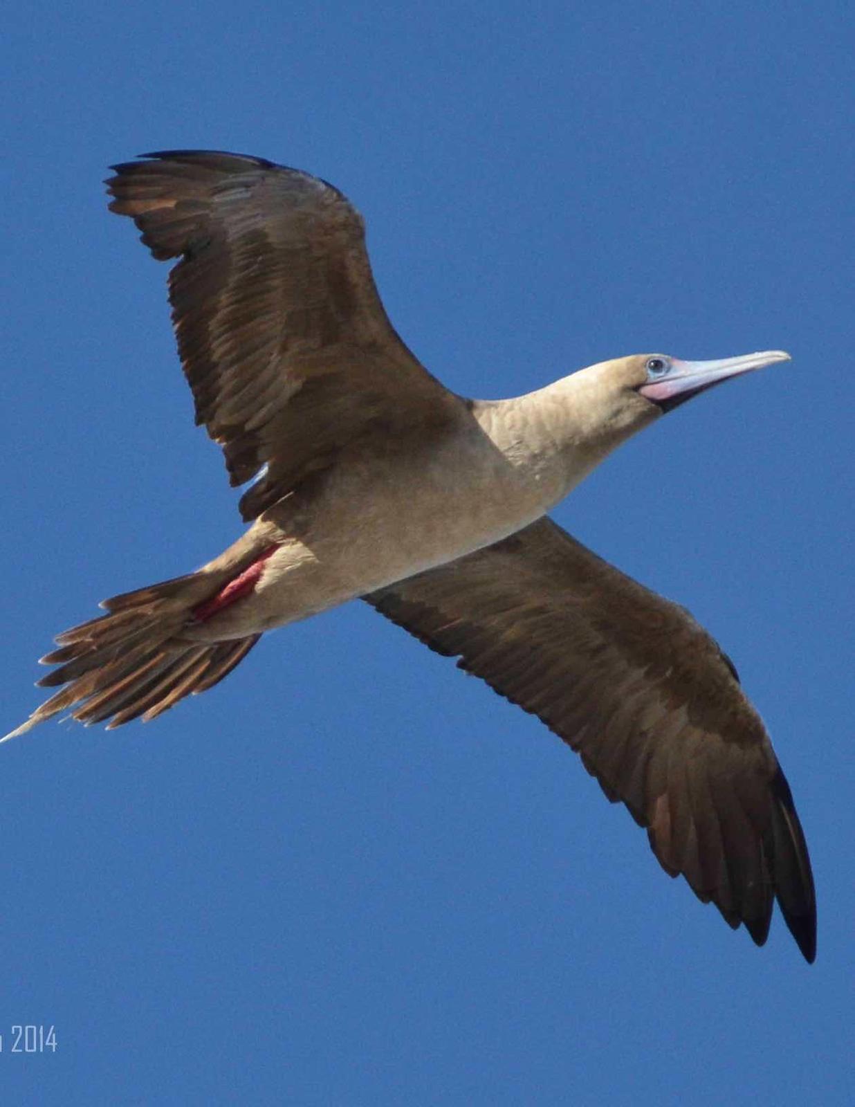 Red-footed Booby Photo by Andrew Pittman