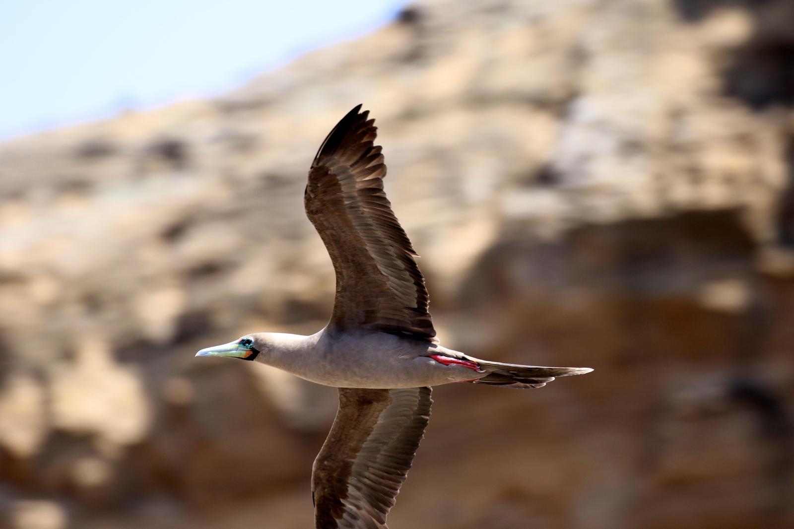 Red-footed Booby Photo by Jon Trachtenberg