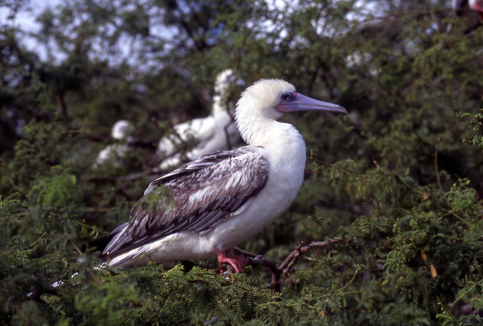 Red-footed Booby Photo by Mark Nikas