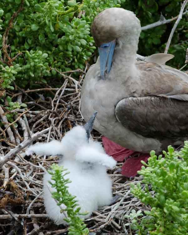 Red-footed Booby Photo by Bob Hasenick