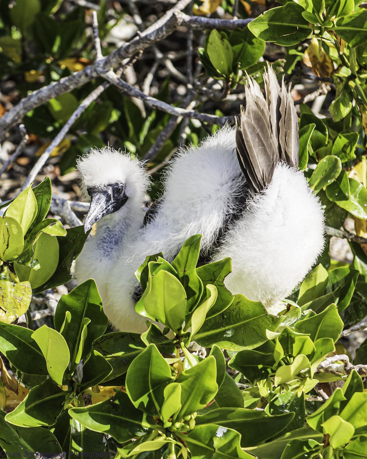 Red-footed Booby Photo by Chuck  Schneebeck