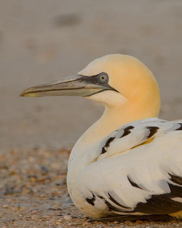 Northern Gannet Photo by JC Knoll
