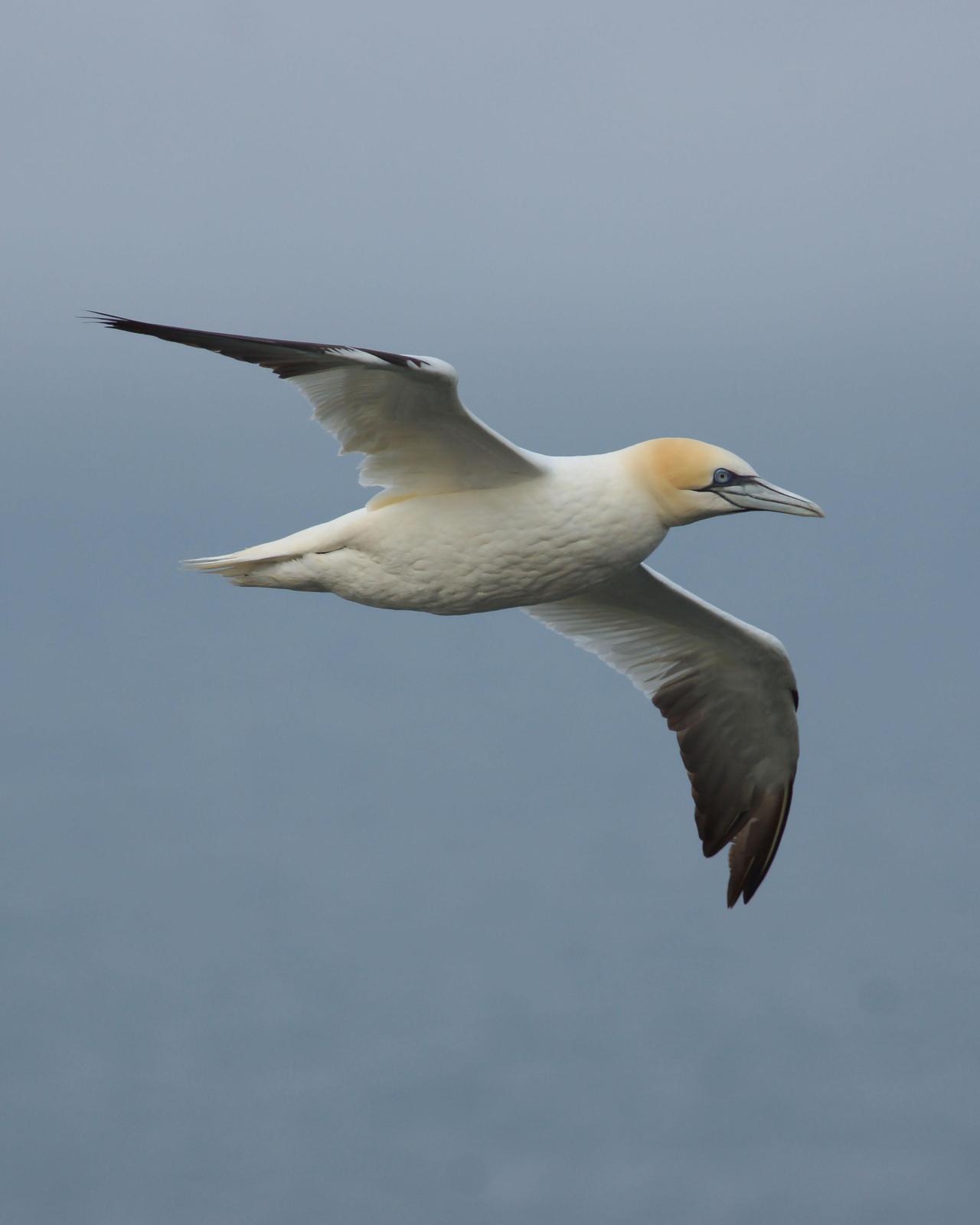 Northern Gannet Photo by Steve Percival