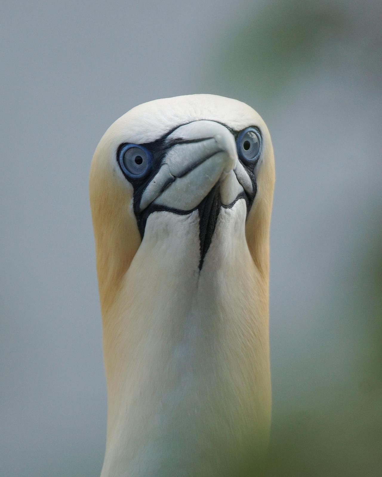 Northern Gannet Photo by Steve Percival