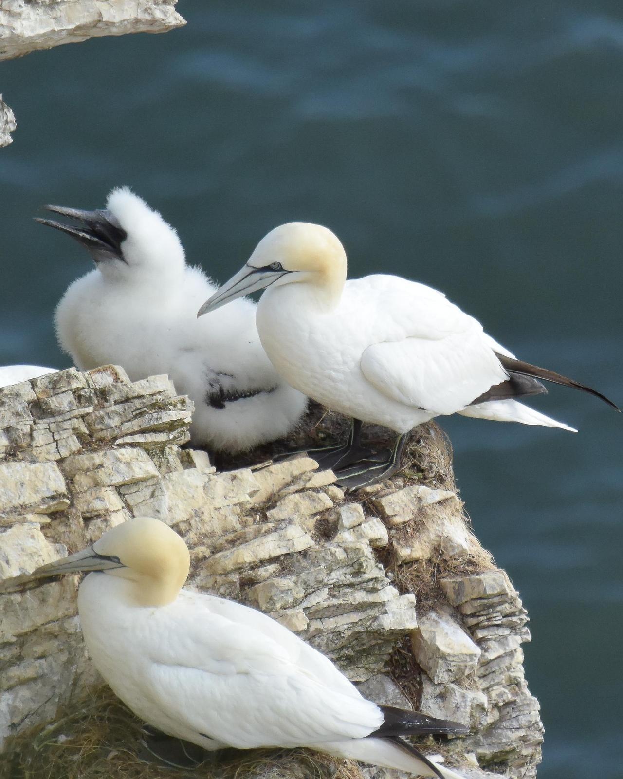 Northern Gannet Photo by Emily Percival