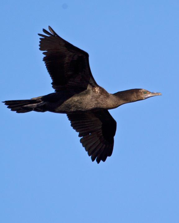 Little Black Cormorant Photo by Mat Gilfedder