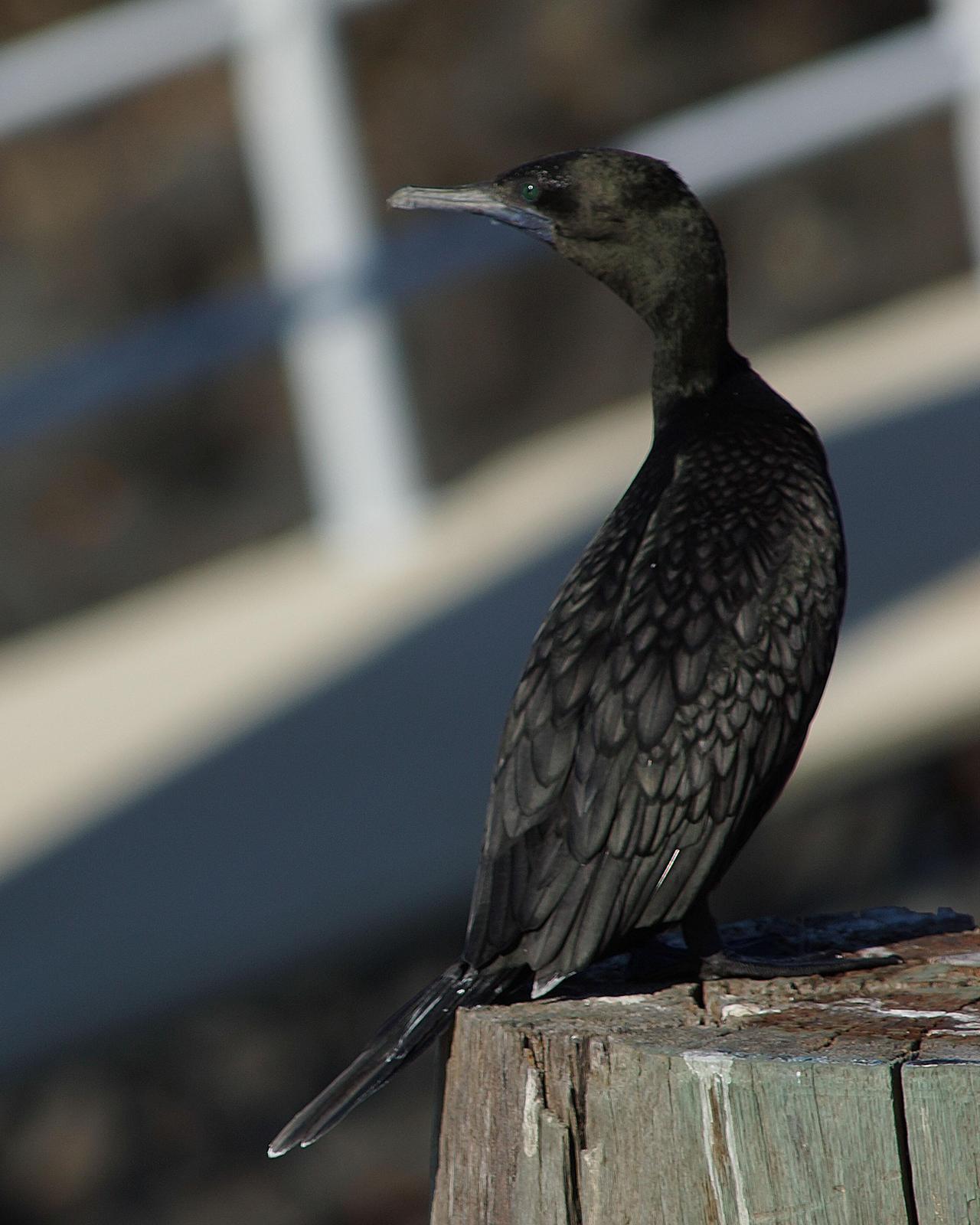 Little Black Cormorant Photo by Steve Percival