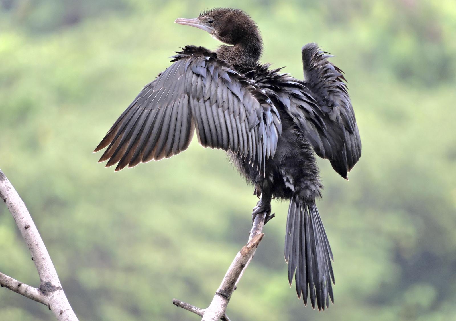 Little Black Cormorant Photo by Amartya Mitra