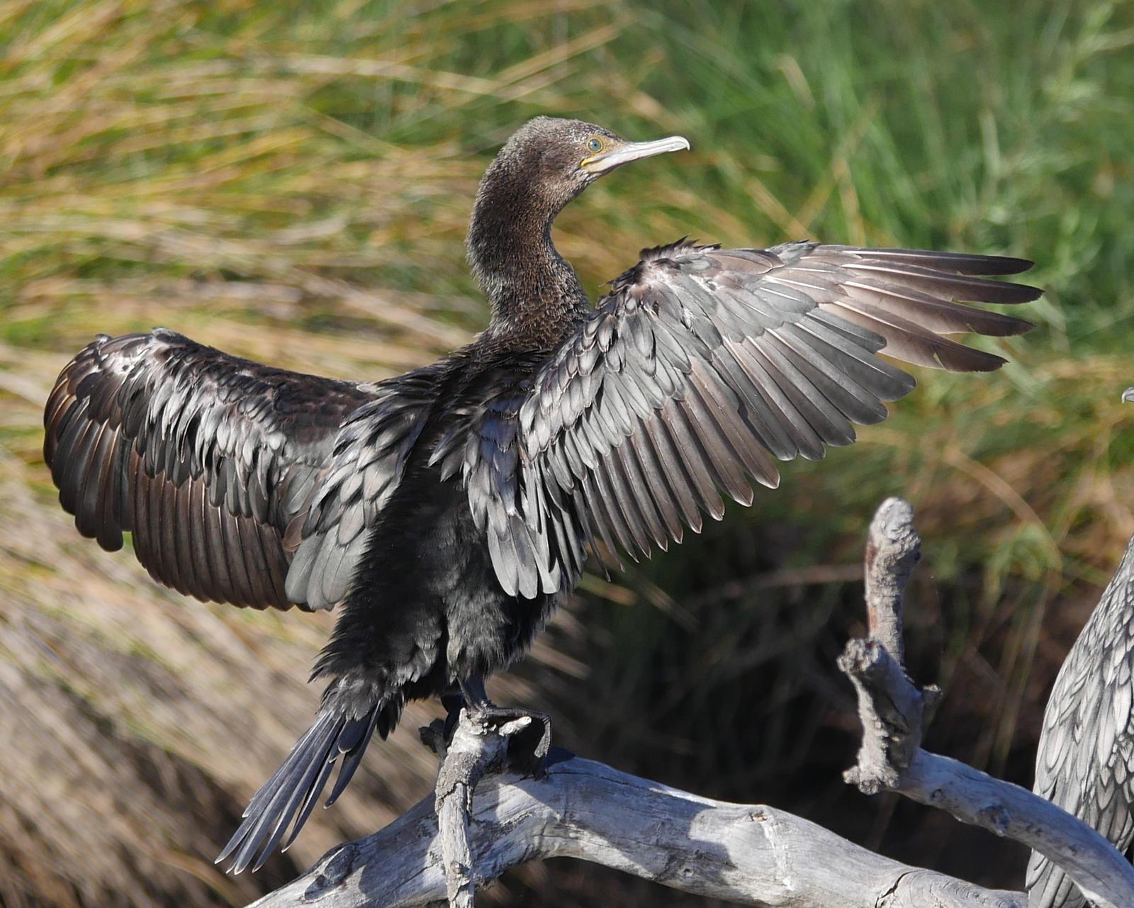 Little Black Cormorant Photo by Peter Lowe