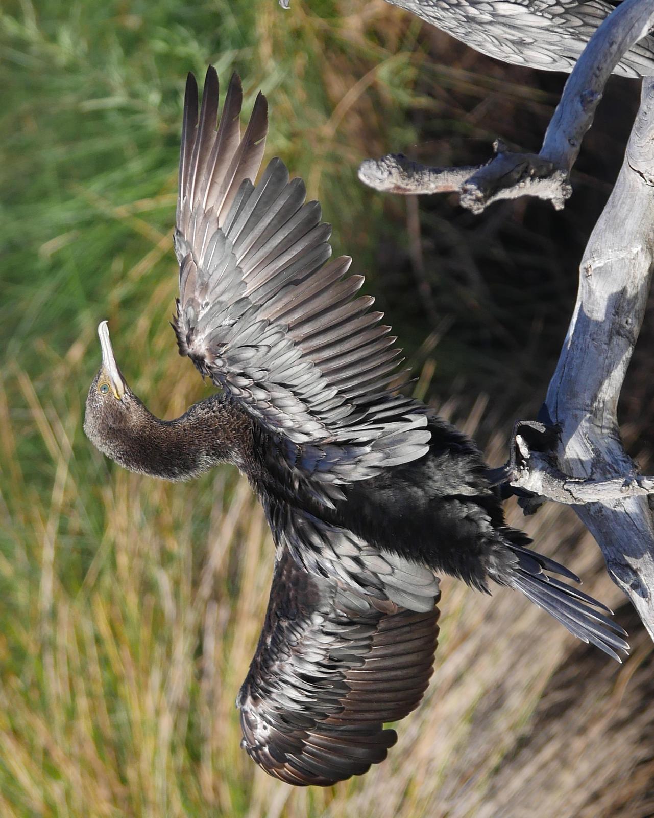 Little Black Cormorant Photo by Peter Lowe