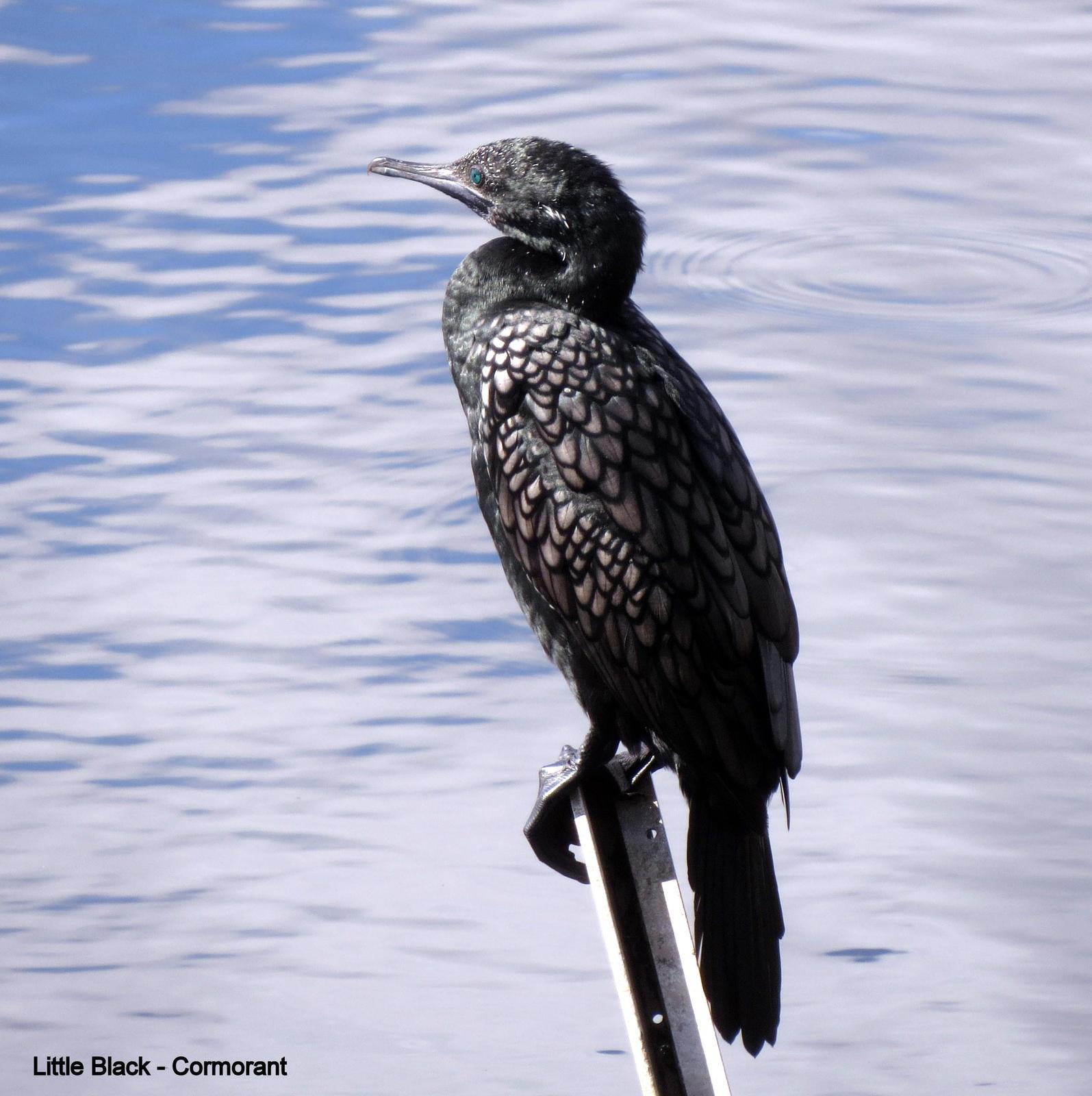 Little Black Cormorant Photo by Richard  Lowe