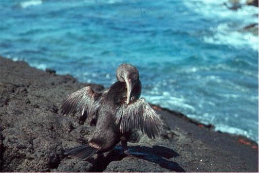 Flightless Cormorant Photo by Dan Tallman