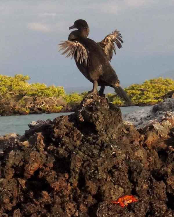 Flightless Cormorant Photo by Bob Hasenick