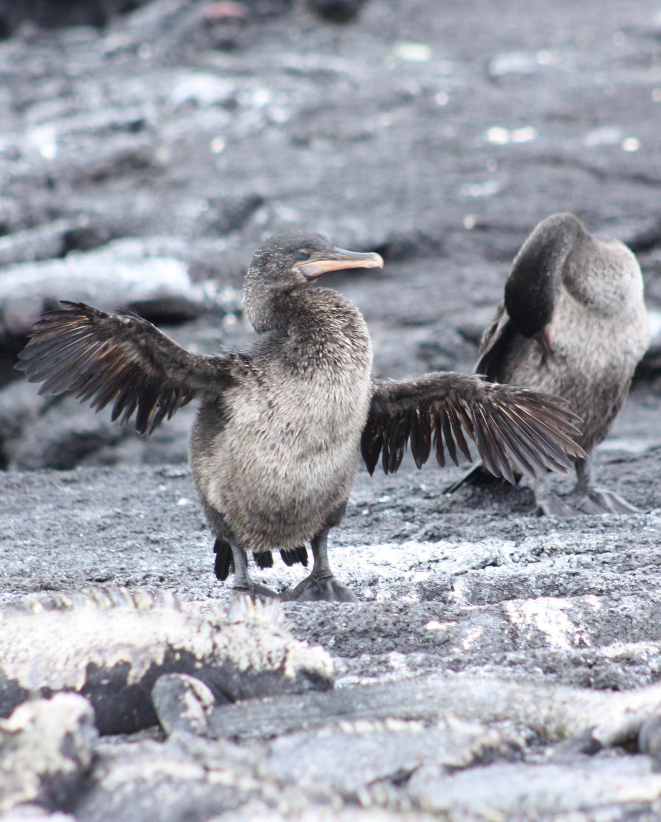 Flightless Cormorant Photo by Linda Fields