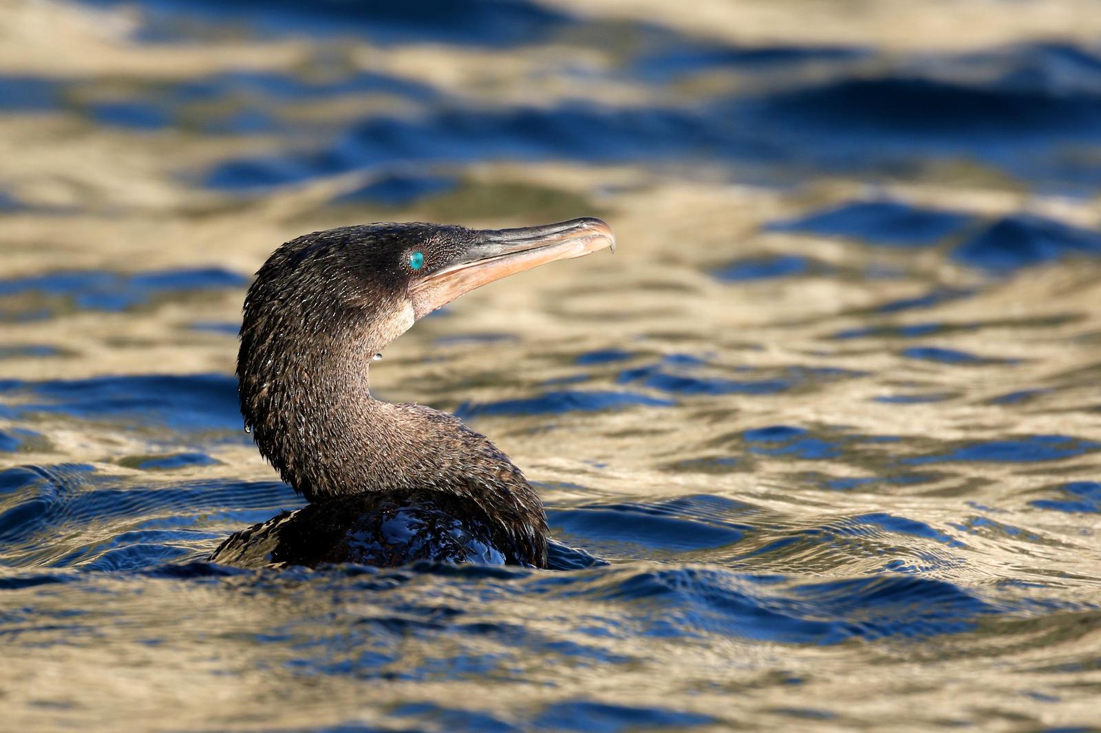 Flightless Cormorant Photo by Jon Trachtenberg