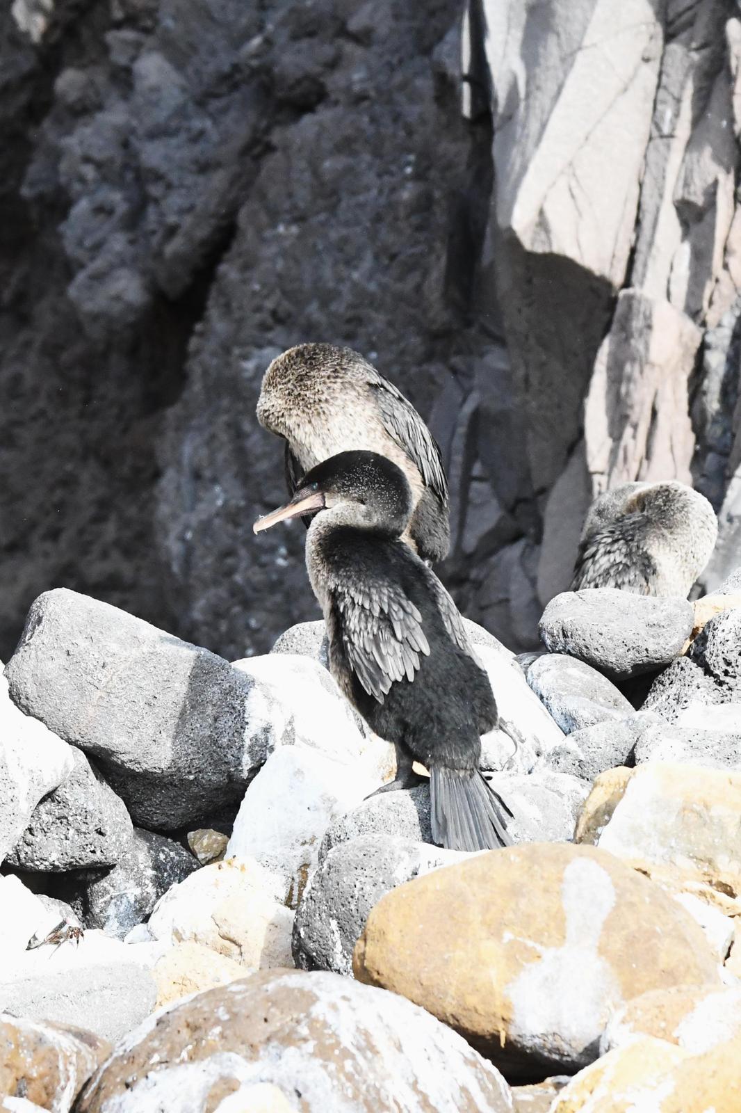 Flightless Cormorant Photo by Ann Doty