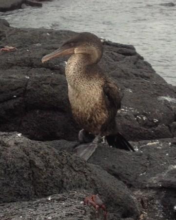 Flightless Cormorant Photo by Lon and Hester Bell
