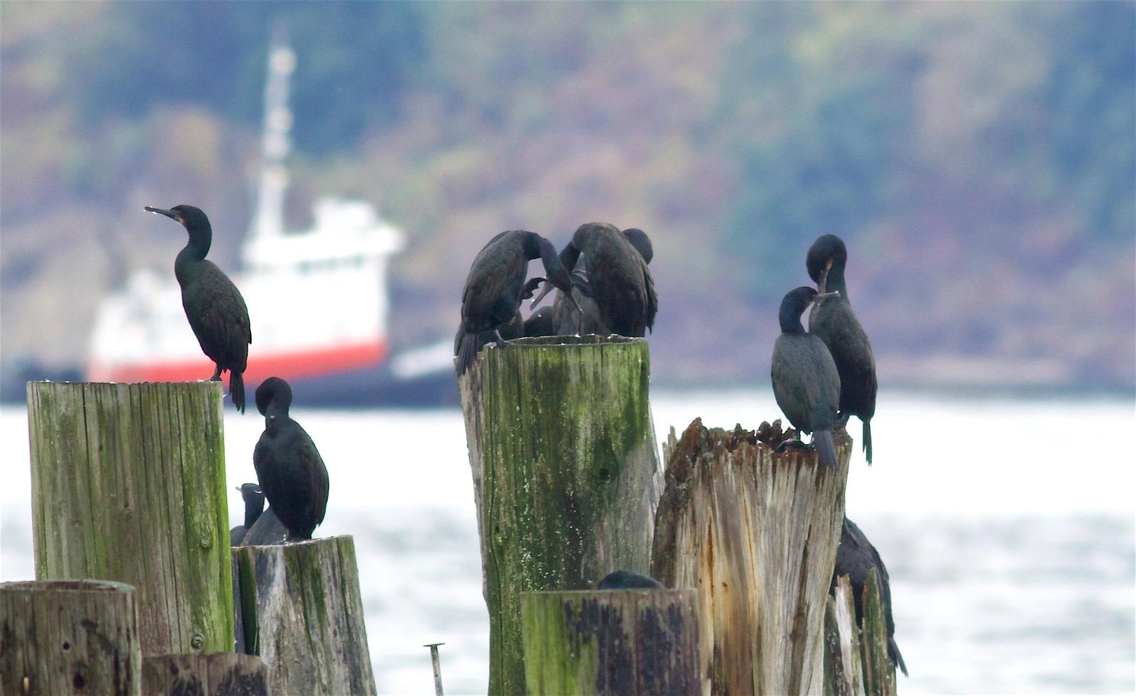Brandt's Cormorant Photo by Kathryn Keith