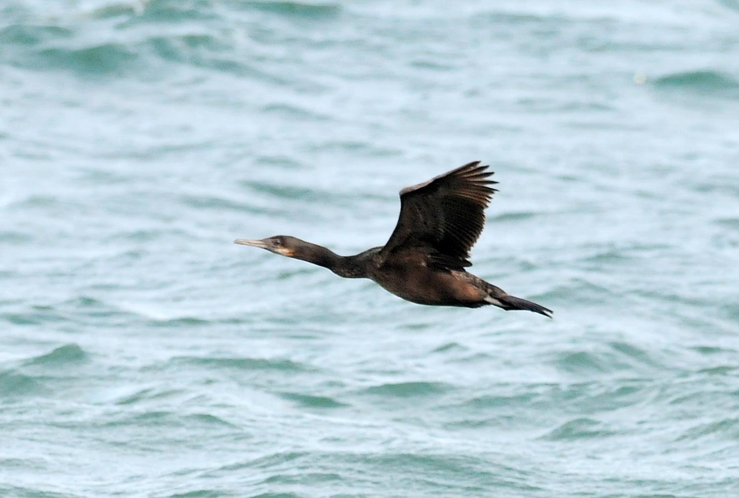 Brandt's Cormorant Photo by Steven Mlodinow