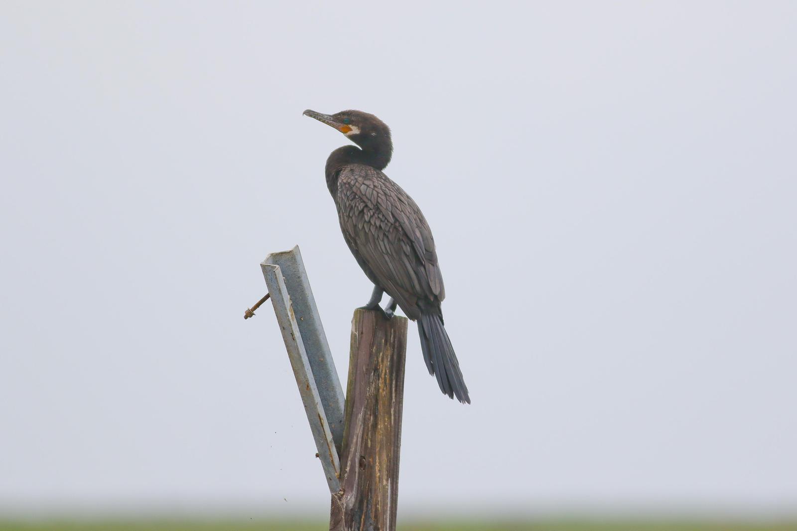 Neotropic Cormorant Photo by Tom Ford-Hutchinson