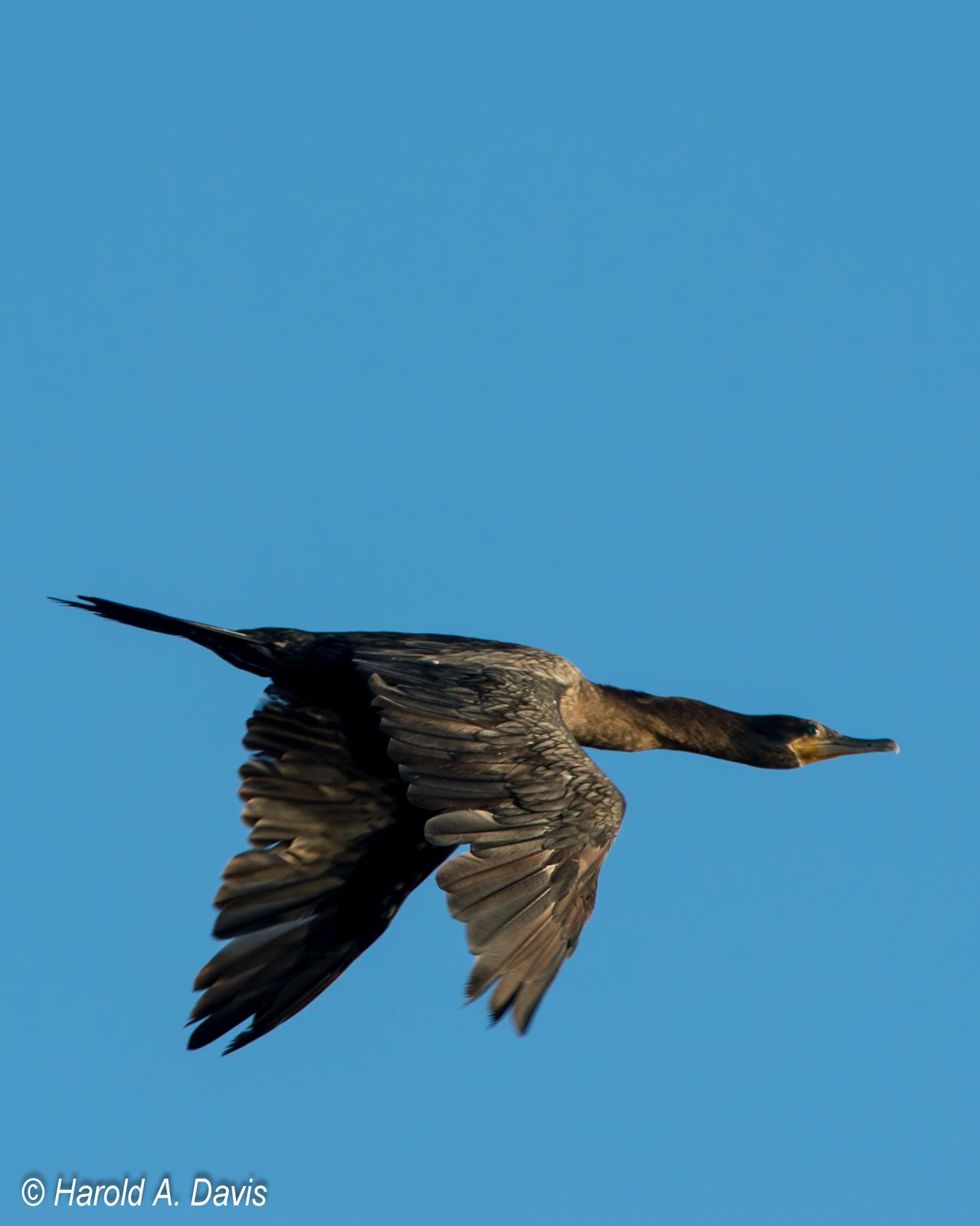 Neotropic Cormorant Photo by Harold Davis