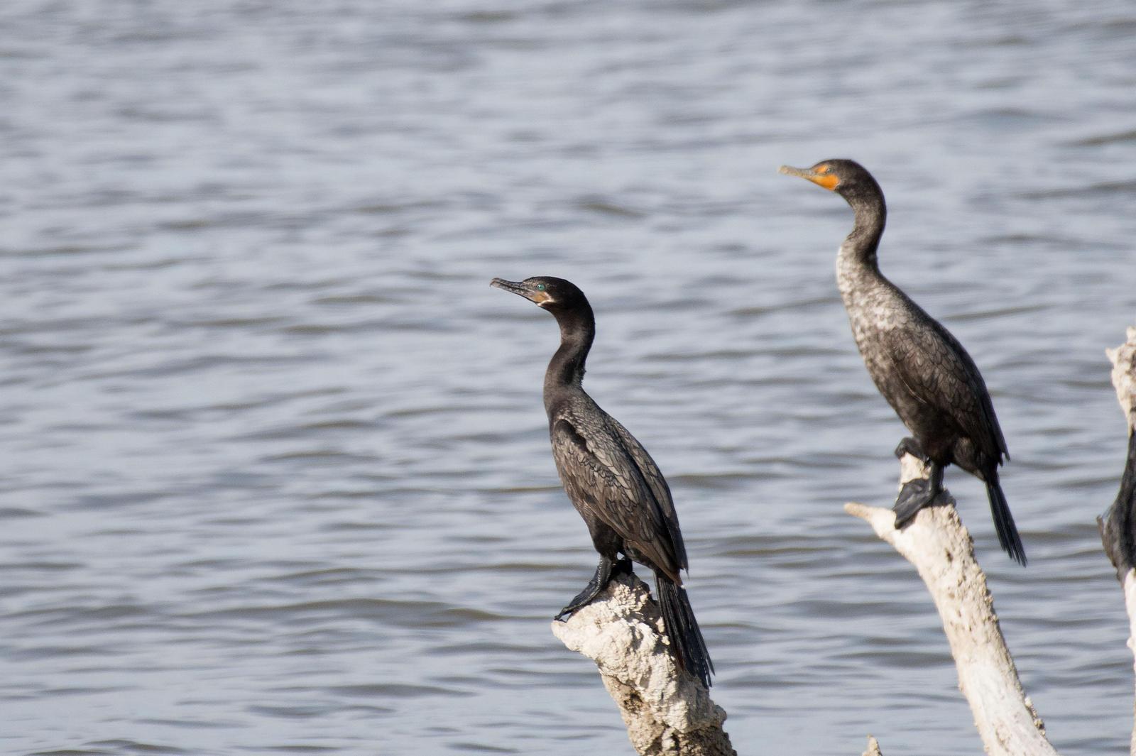 Neotropic Cormorant Photo by Dylan Hopkins