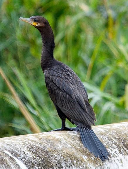 Neotropic Cormorant Photo by Dan Tallman