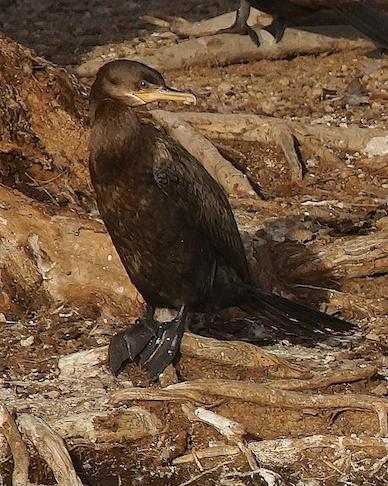 Neotropic Cormorant Photo by Gerald Hoekstra