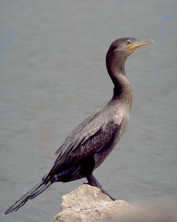 Neotropic Cormorant Photo by Peter Boesman