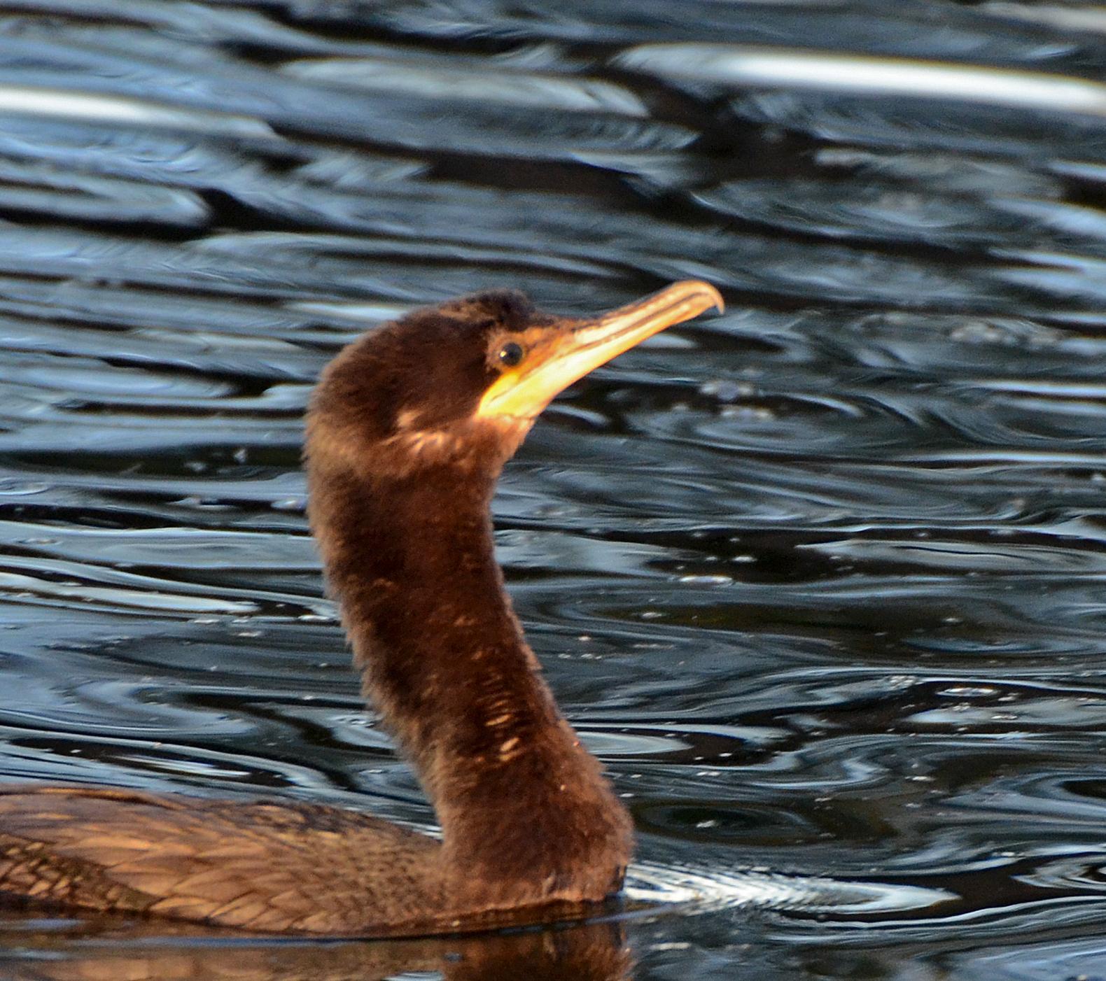 Neotropic Cormorant Photo by Steven Mlodinow