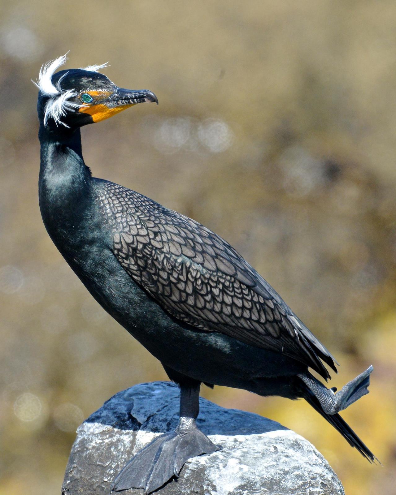 Double-crested Cormorant Photo by Gerald Friesen