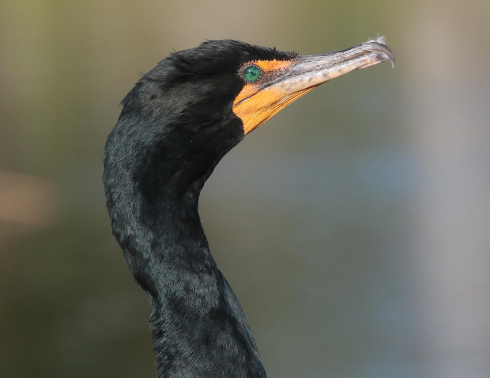 Double-crested Cormorant Photo by Karin Kirchhoff