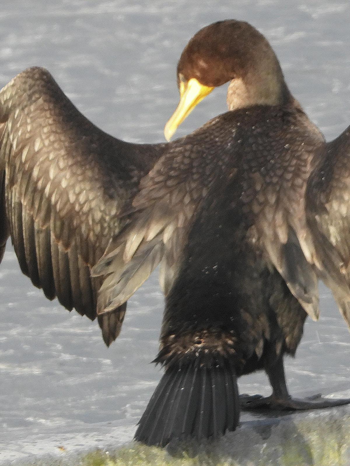 Double-crested Cormorant Photo by Dan Tallman