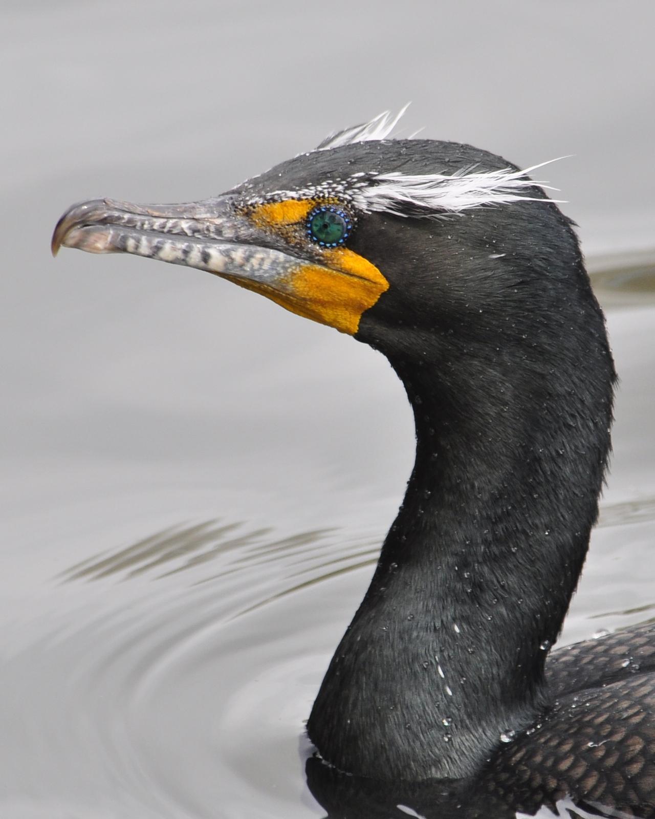 Double-crested Cormorant Photo by Steve Tucker