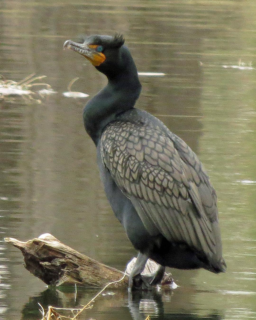 Double-crested Cormorant Photo by Kelly Preheim
