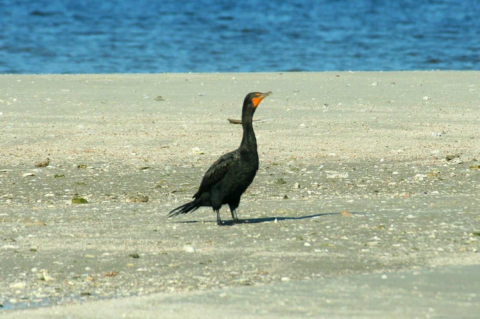 Double-crested Cormorant Photo by Darrin Menzo