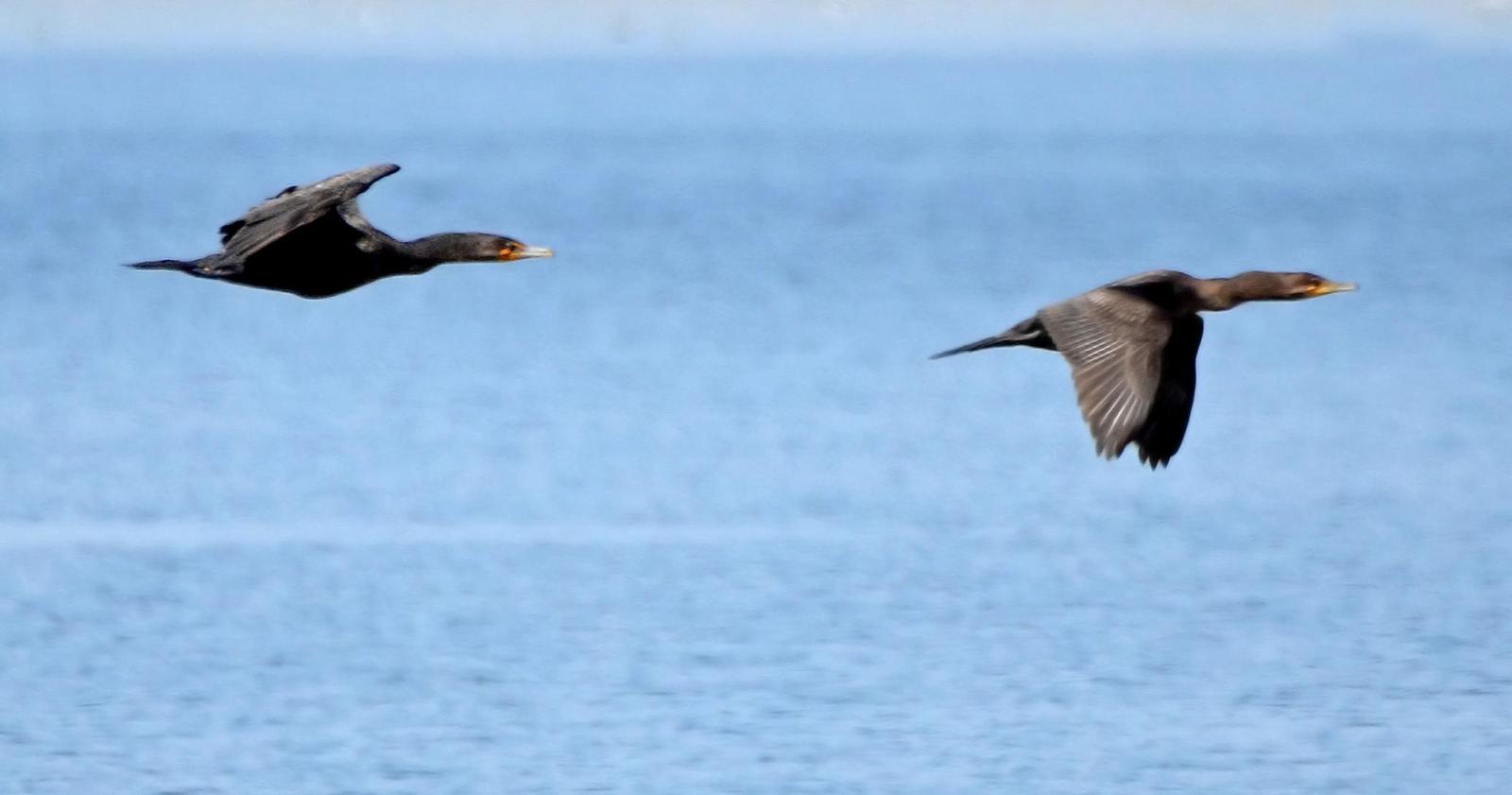 Double-crested Cormorant Photo by Steven Mlodinow