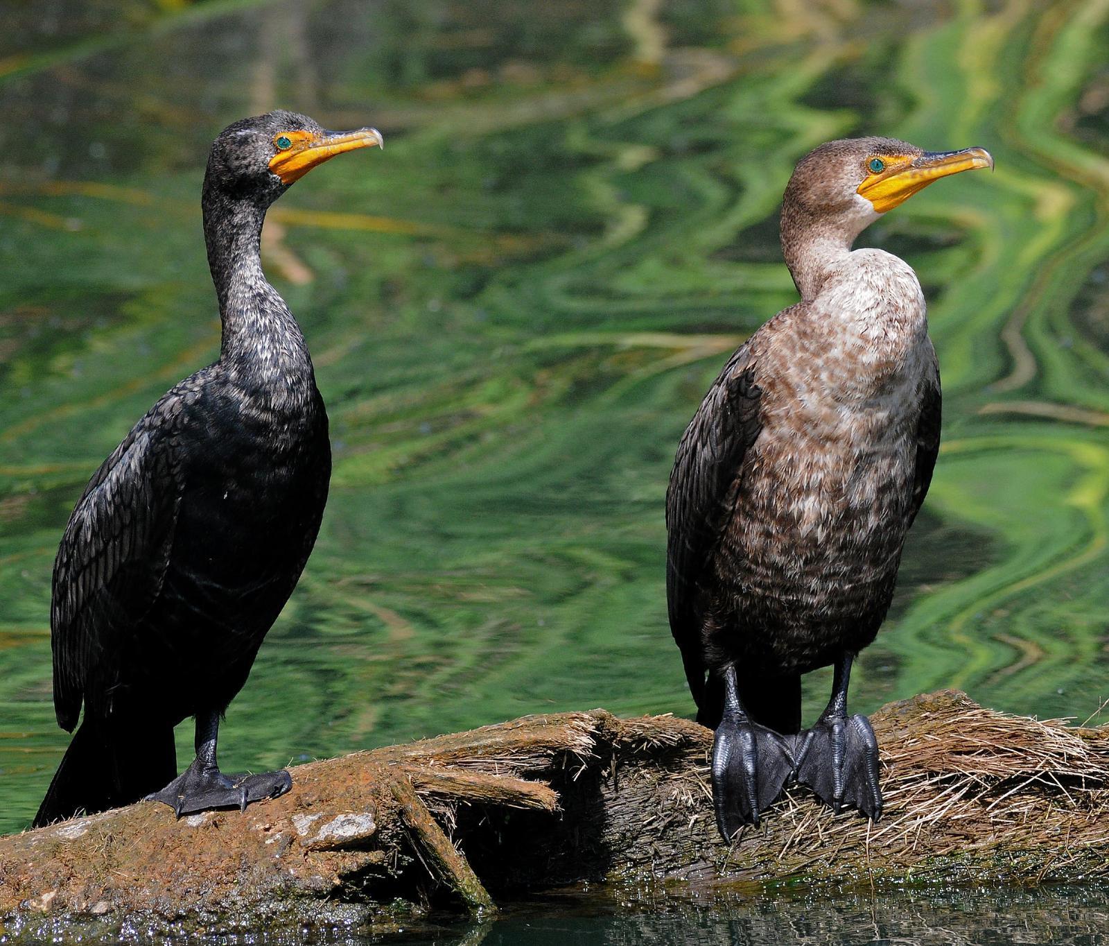Double-crested Cormorant Photo by Steven Mlodinow
